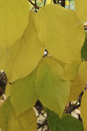 Herbstblätter im Klostergarten St. Katharina