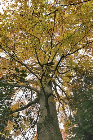 Der Baum